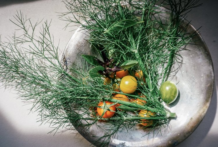 Fennel Fronds for your SALAD